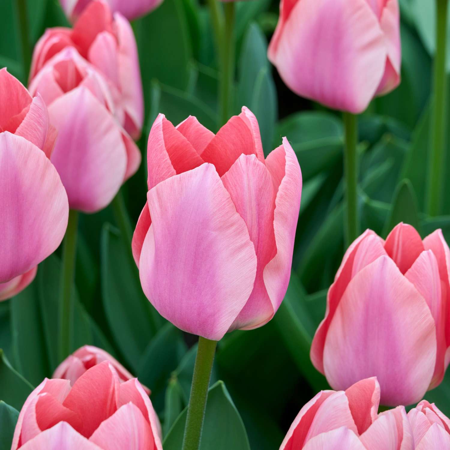 Tulppaani 'Apricona'